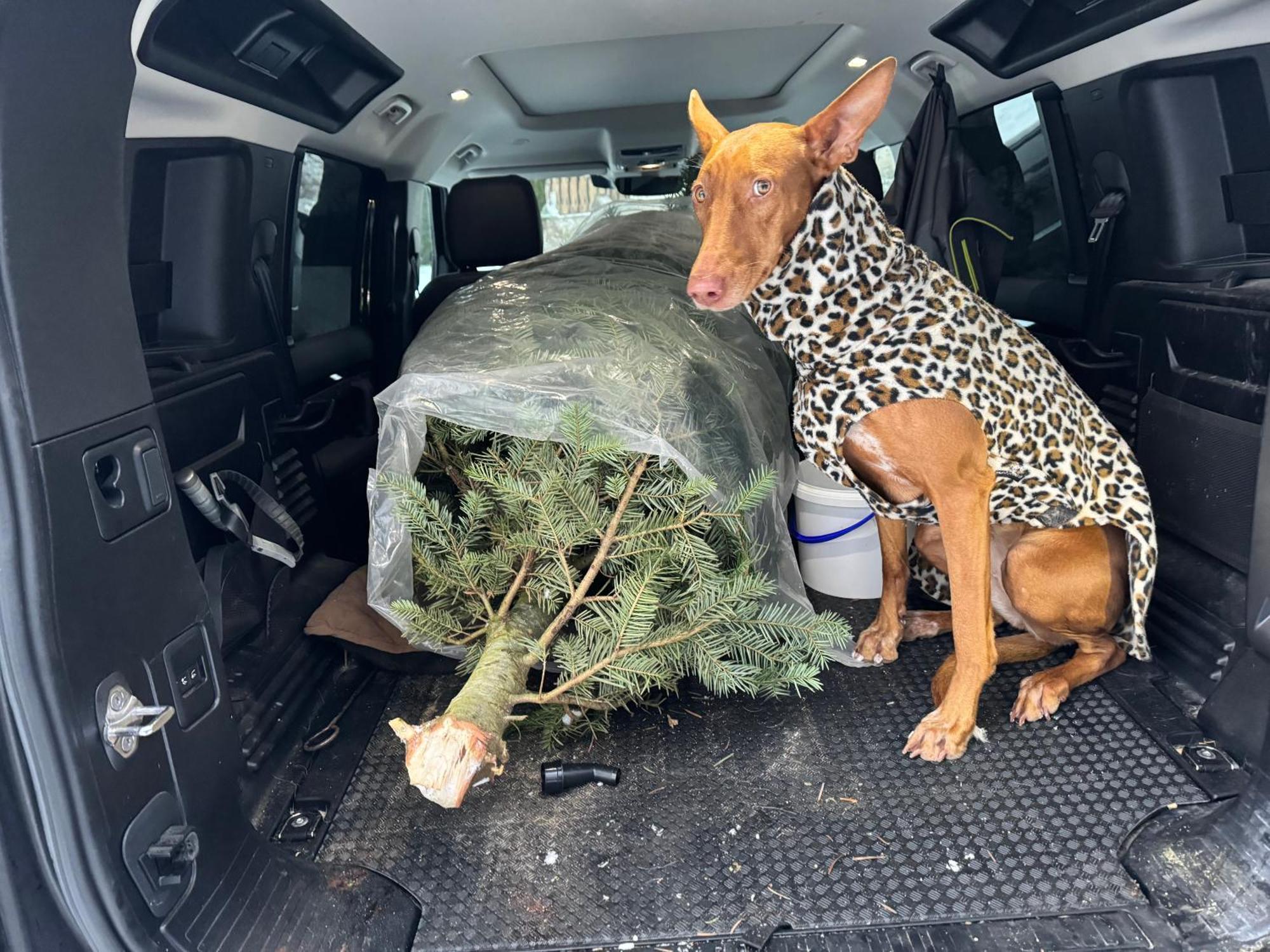 Hundefreundliche Unterkunft Im Muehlviertel In Oberoesterreich Freundorf Extérieur photo